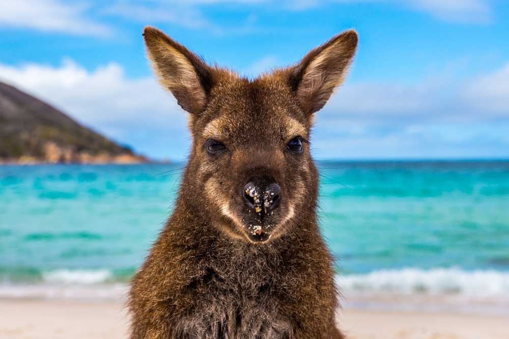 Animales de Australia: canguro frente al mar